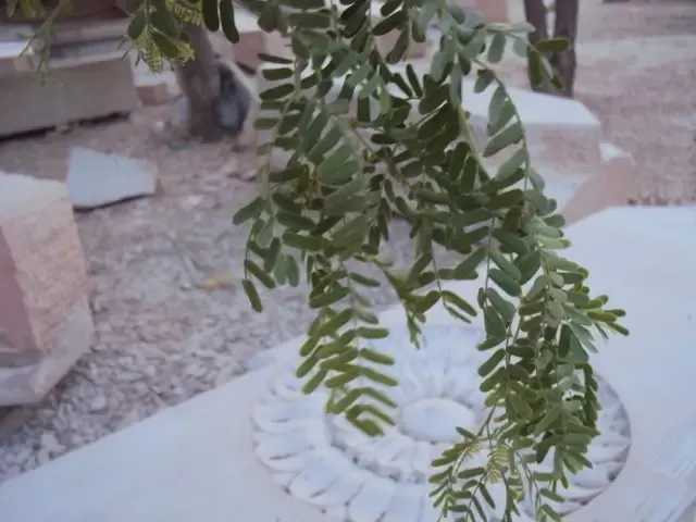 summer-impressions bodyImage